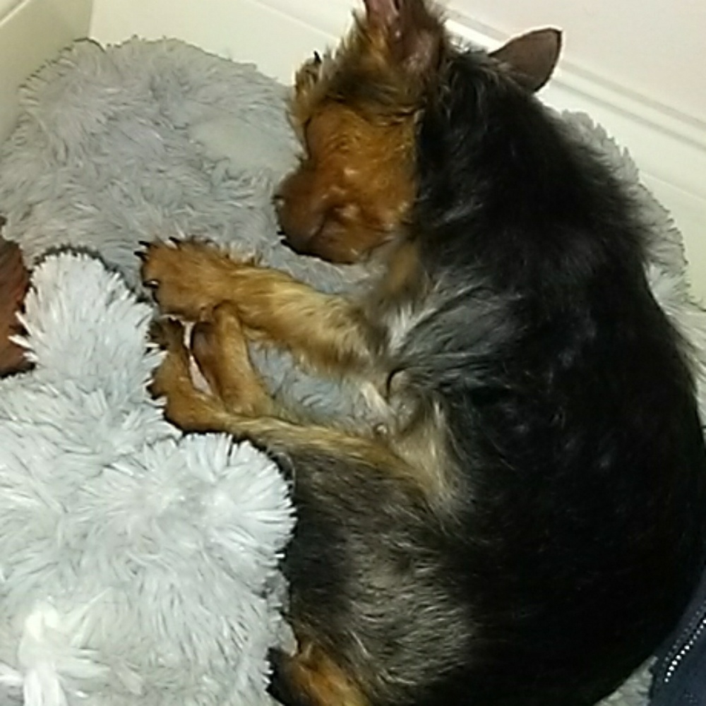 Sleeping yorkie 😂